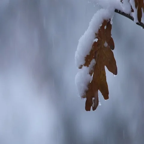 Slow motion of snow falling on a single oak leaf Stock Footage 69339877