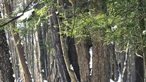 Slow Motion Snow Falling in Sunny Winter Forest Stock Footage 328741820