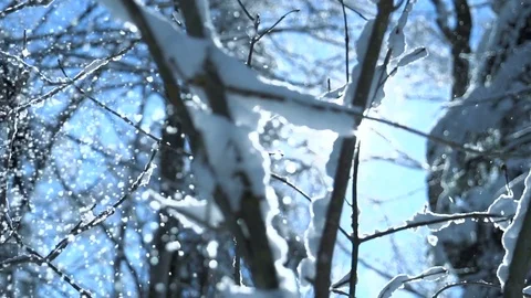 Slow motion of snow falling from trees in the winter forest Vidéo 72876186