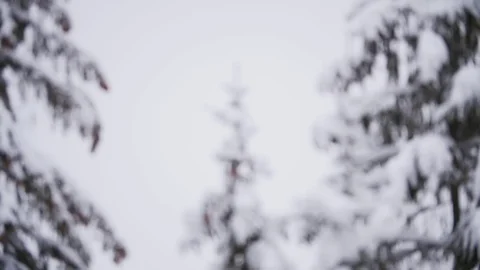 Slow Motion Snow Falling On The Trees Stock Footage 85104163