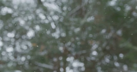 Slow motion snow falling with trees in background. Stock Footage 87028818