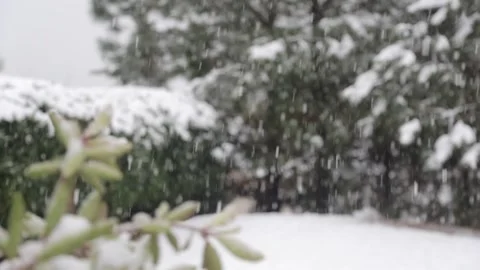 Slow Motion Snow Falling with Trees and Bushes in Background Stock Footage 133098123