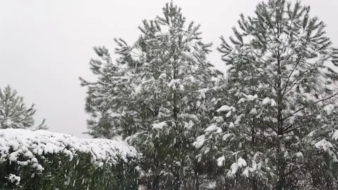 Slow Motion Snow Falling with Trees in Background Stock Footage 133098166
