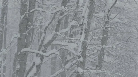 Slow Motion Snow Falling In Trees Stock Footage 165624407