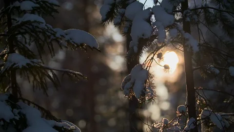 Slow motion Snow falls from evergreen fir tree in backlit forest with sun flare Stock Footage 123051610