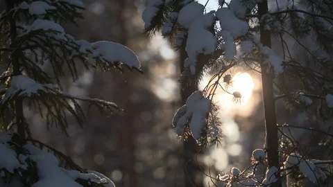 Slow motion Snow falls from evergreen fir tree in backlit forest with sun flare 库存影片 123051625