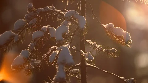 Slow motion Snow falls from evergreen fir tree in backlit forest with sun flare 库存影片 123052015