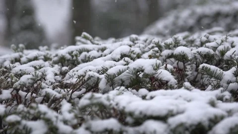 Slow Motion of Snow Flakes Falling on a Bush Stock Footage 84830642