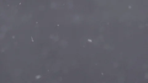 Slow Motion of Snow Flakes Falling Stockbeeldmateriaal 84831896