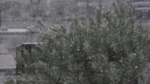 Slow Motion of Snow Flakes Falling on a Bush Stockbeeldmateriaal 84896683
