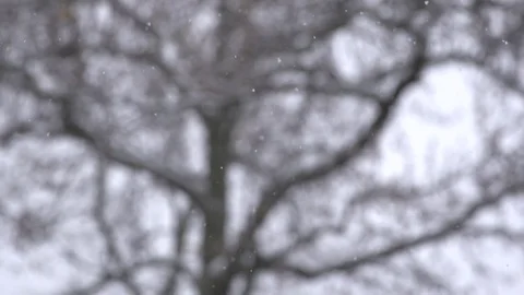 Slow Motion of Snow Flakes Falling on a Tree Stockbeeldmateriaal 84909522