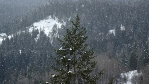 Slow motion of snow flocks falling down on spruce tree in mountainous landscape Stock Footage 129116227