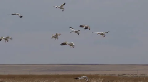 Slow motion - snow geese flap wings as they land in marsh Stock Footage 68086095