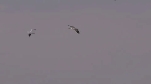 Slow motion - snow goose cups wings to land in sunlit flock of geese Stock Footage 68086020