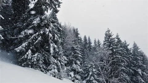 Slow motion snow, It is snowing in winter forest background frozen winter nature Stock Footage 169967356