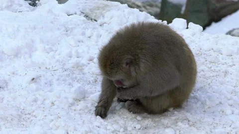 Slow motion Snow monkey Japanese macaque of red face portrait eating. Japan-Dan Stock Footage 144537916