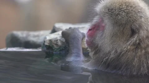 Slow motion Snow monkey Japanese macaque of red face portrait in hot spring-Dan Stock Footage 144538051