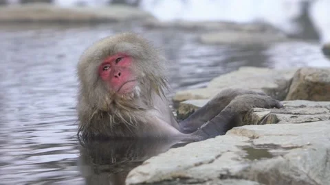 Slow motion Snow monkey Japanese macaque of red face portrait in hot spring-Dan Stock Footage 144538164