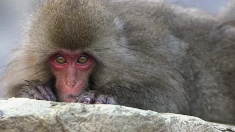 Slow motion Snow monkey Japanese macaque of red face portrait eating on rock-Dan Stock Footage 144538220