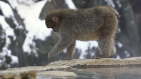 Slow motion of Snow monkey Japanese macaque of red face on natural onsen -Dan Stock Footage 144538523