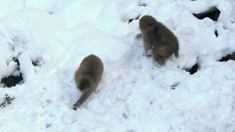 Slow motion Snow monkey Japanese macaque of red face portrait. Macaque Japan-Dan Stock Footage 144538919