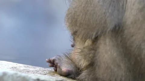 Slow motion Snow monkey red face checking for fleas and ticks in hot spring-Dan Stock Footage 144538248