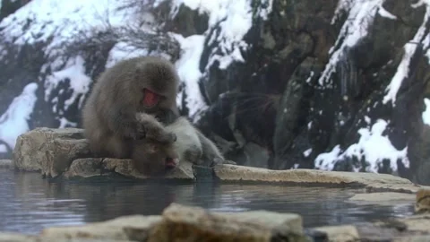 Slow motion Snow monkey red face checking for fleas and ticks in hot spring-Dan Stock Footage 144538445