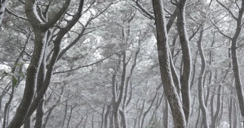 Slow motion snow on pine trees in a coastal forest in Japan Video stock 348213555