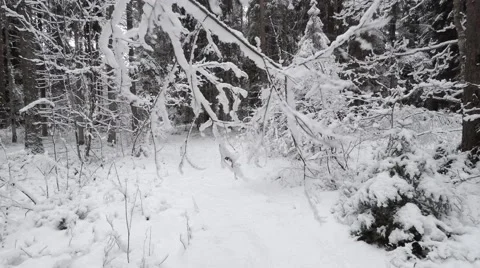Slow motion snow shake from tree, 4K Stock Footage 46158032