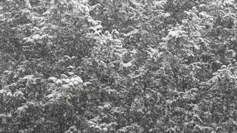 Slow motion snow storm Stock Footage 221707993