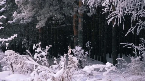Slow motion snowfall in the dark pin forest Stock Footage 83771210