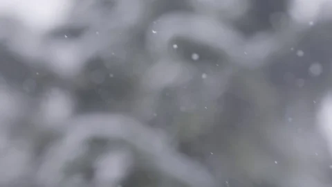 Slow motion snowfall focus to snowy tree Stock Footage 78450799
