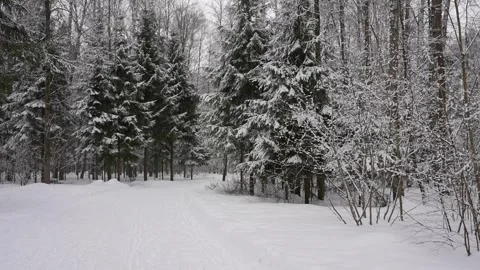Slow-motion snowfall in the forest Stock Footage 264968832