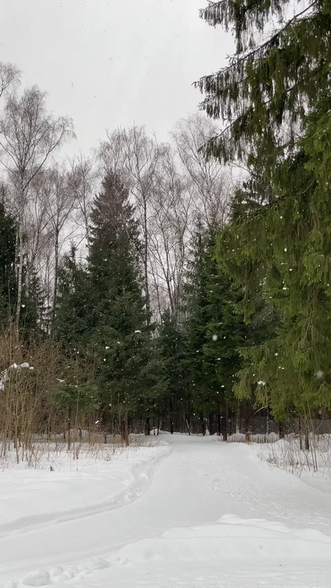 Slow-motion snowfall in the forest Video stock 265700447