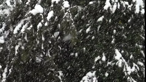 Slow Motion Snowfall in Front of Dark Fir Trees  Peaceful Winter Forest Stock Footage 327465144