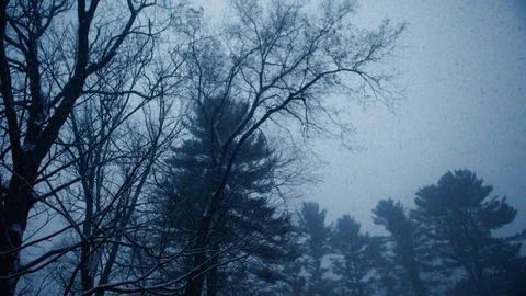 Slow motion: Snowfall from a heavy blizzard on bleak day with silhouetted trees Stock Footage 98426708