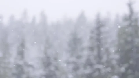 Slow motion snowfall pan sideways with snowy trees in background Stock Footage 78452368