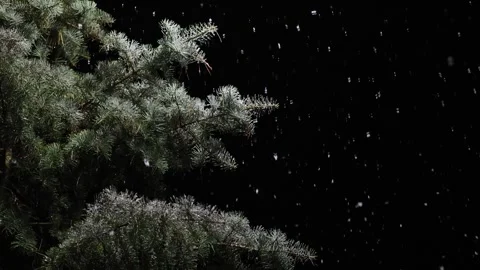 Slow Motion Snowfall On Pine Branches At Night 스톡 동영상 345087042
