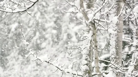 Slow motion snowfall with snowy birch trees in background 動画素材 78452376