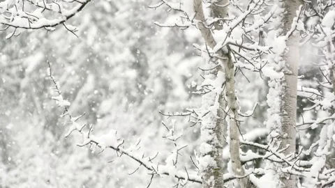 Slow motion snowfall with snowy silver birch trees in background Stock Footage 78452382