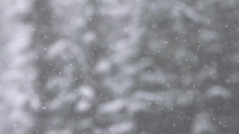 Slow motion snowfall with snowy trees in background Stock Footage 78451671