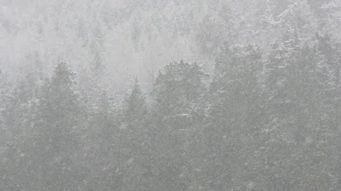 Slow motion snowfall with snowy trees in background Stock Footage 78451993