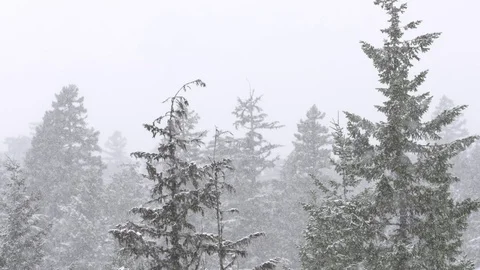 Slow motion snowfall with snowy trees focus push Stock Footage 78452316