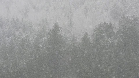 Slow motion snowfall with snowy trees in background 動画素材 78452374