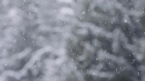 Slow motion snowfall with snowy trees in background Stock Footage 78452438