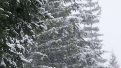 Slow motion snowfall on snowy trees 動画素材 78452900