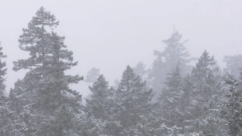 Slow motion snowfall with snowy trees in background 動画素材 78452964