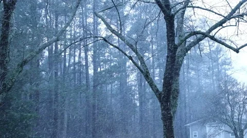 Slow motion snowfall through dense forest trees in winter_02 Video stock 325070836