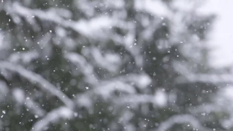 Slow motion snowfall with trees in the background Stock Footage 78453181