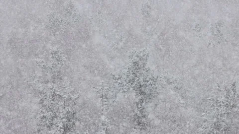 Slow motion of snowfall in winter forest 스톡 동영상 126706716